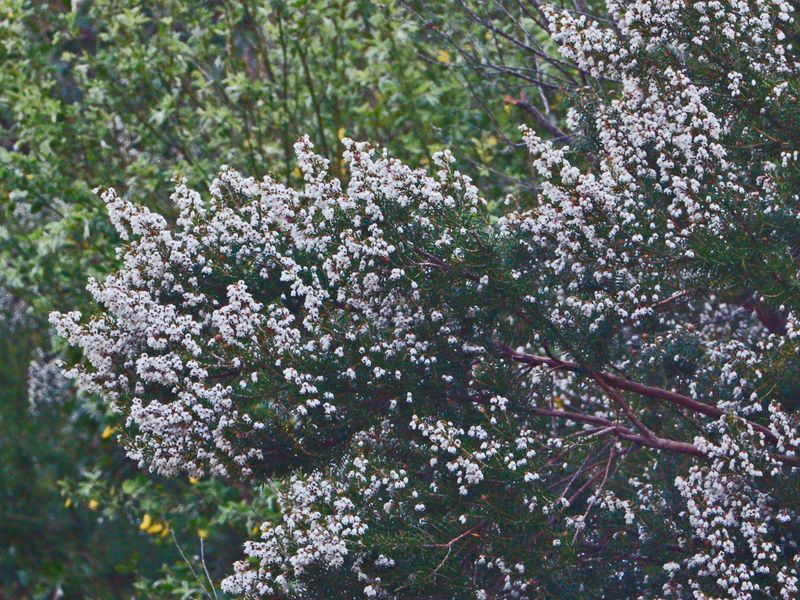 Erica arborea / Erica arborea